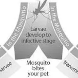 thumbnail for publication: Mosquito-Borne Dog Heartworm Disease